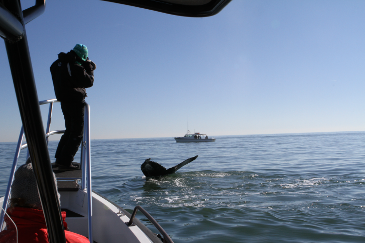 A whale observation being recorded at sea
