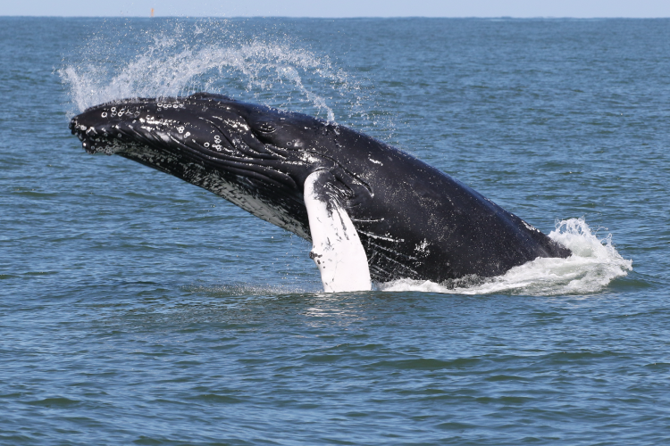 whale leaping
